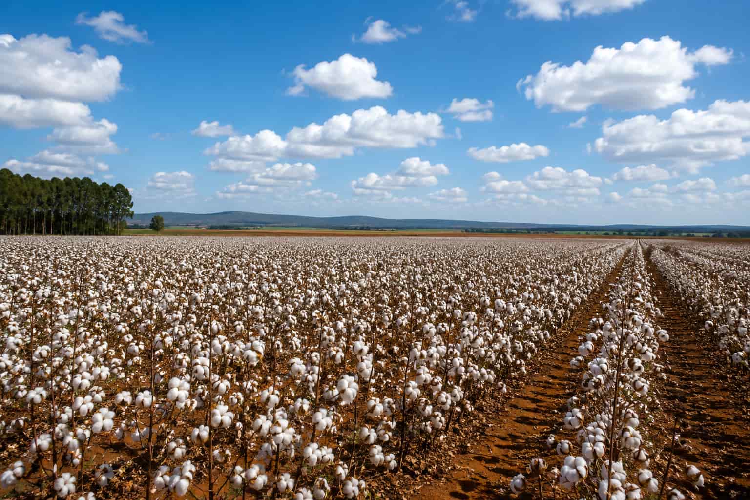 Agricultural Drones for Cotton Spraying in Brazil: A More Flexible Approach to Crop Protection