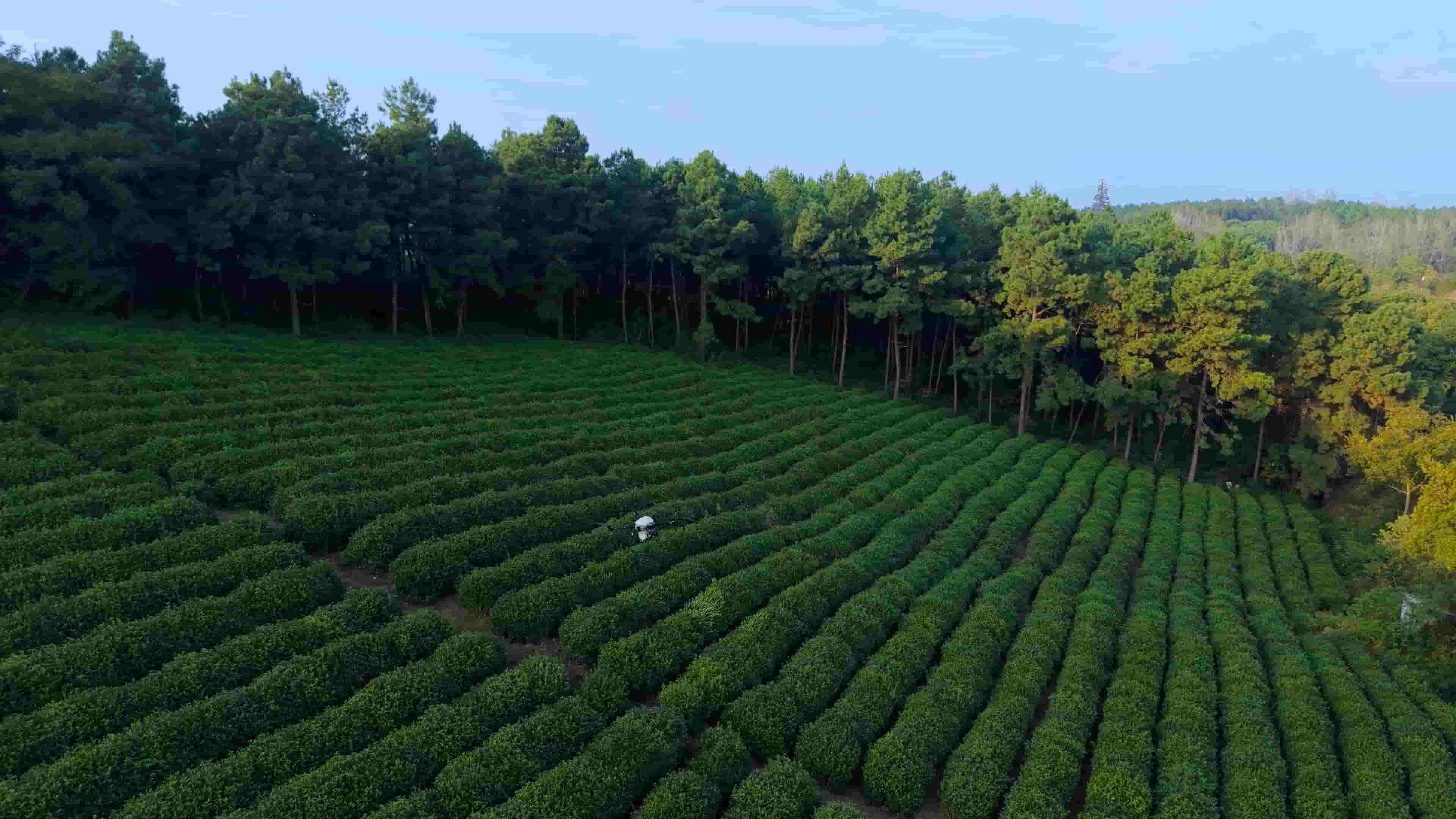 Are Agricultural Drones Suitable for Small and Medium-Sized Farms?