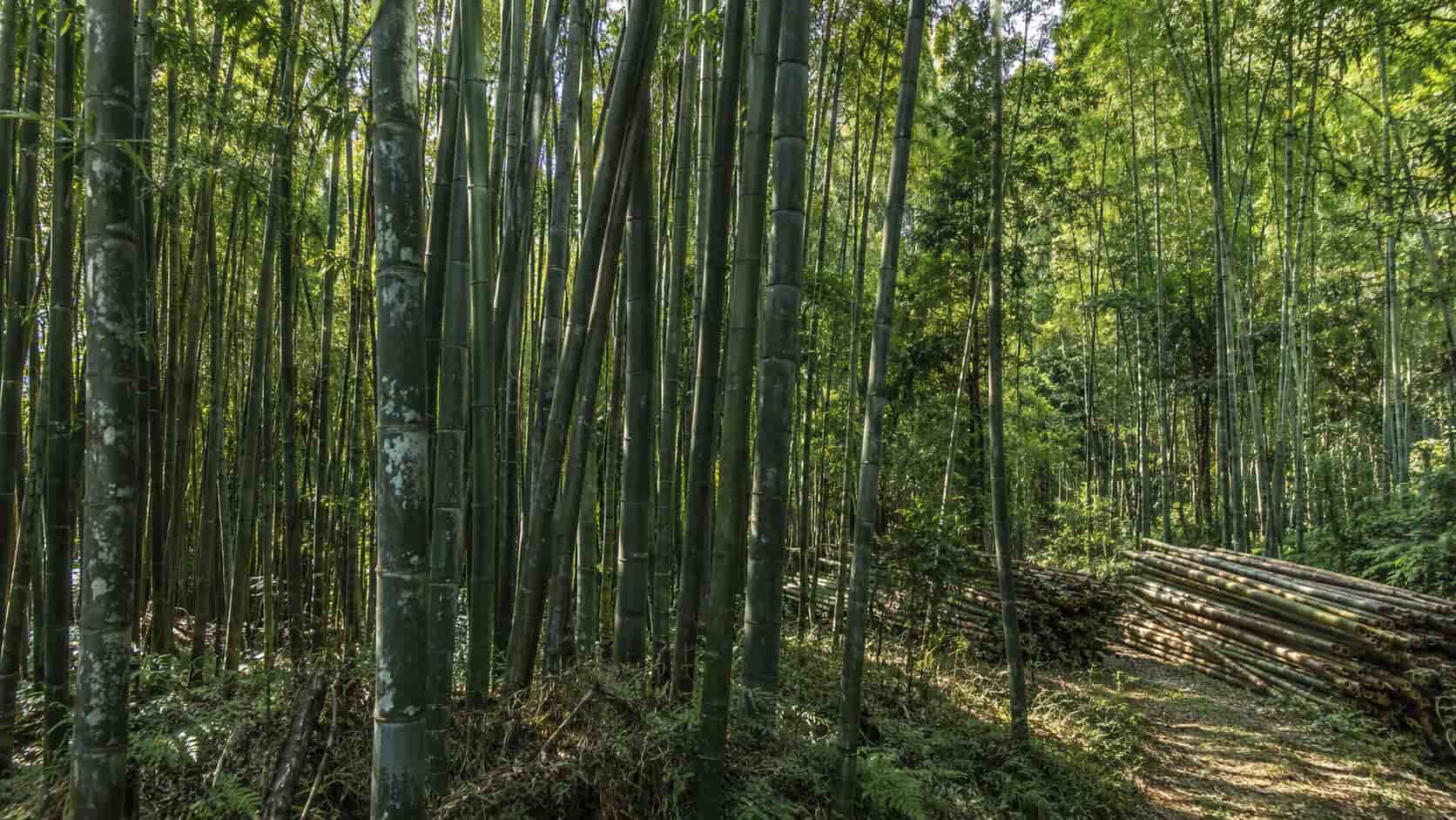 Bamboo Transport in Mountainous Areas: How the PARTDRO Y160 Opens a New Route from Forest to Collection Point