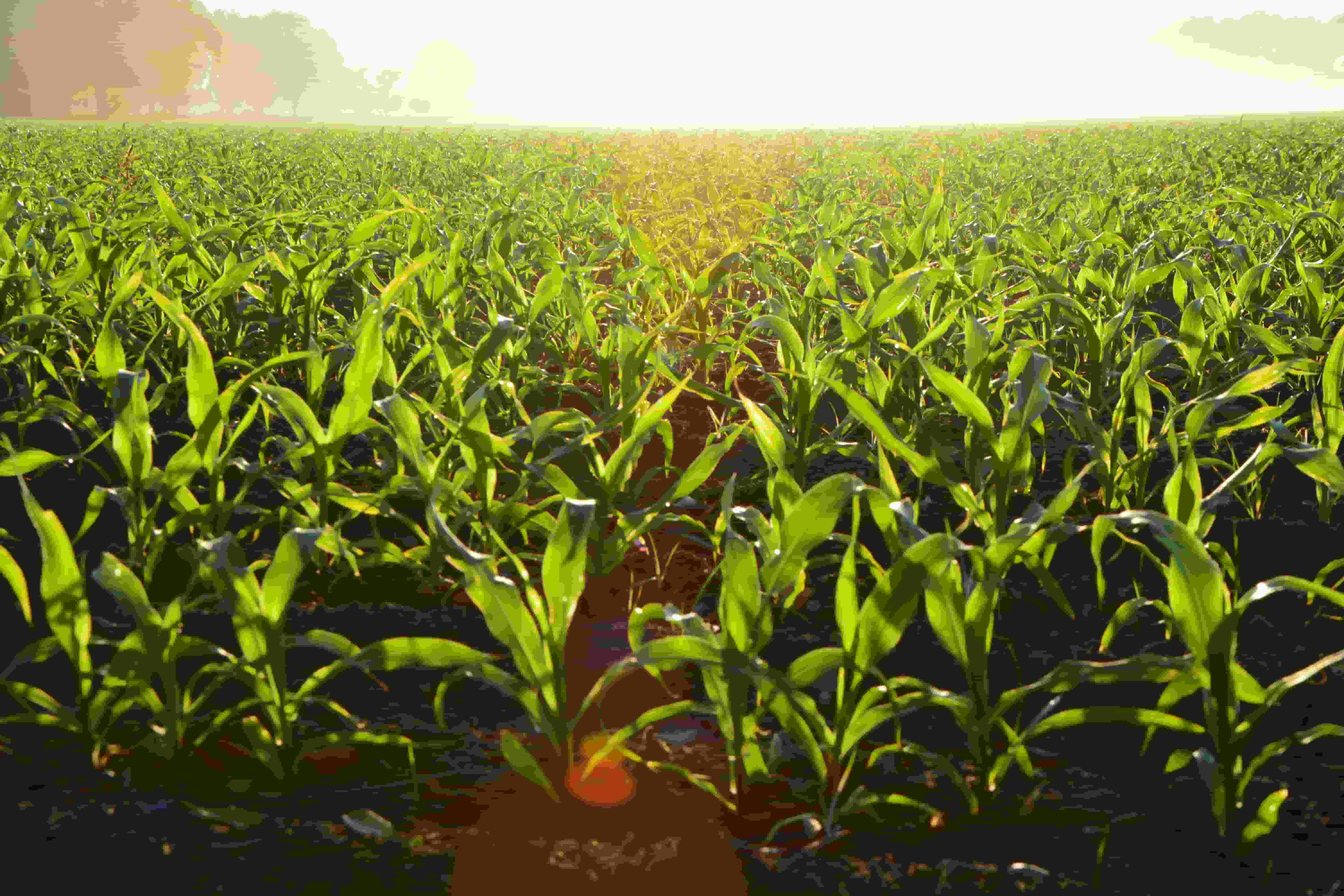 Change the Way You Farm with a Crop Seeding Drone