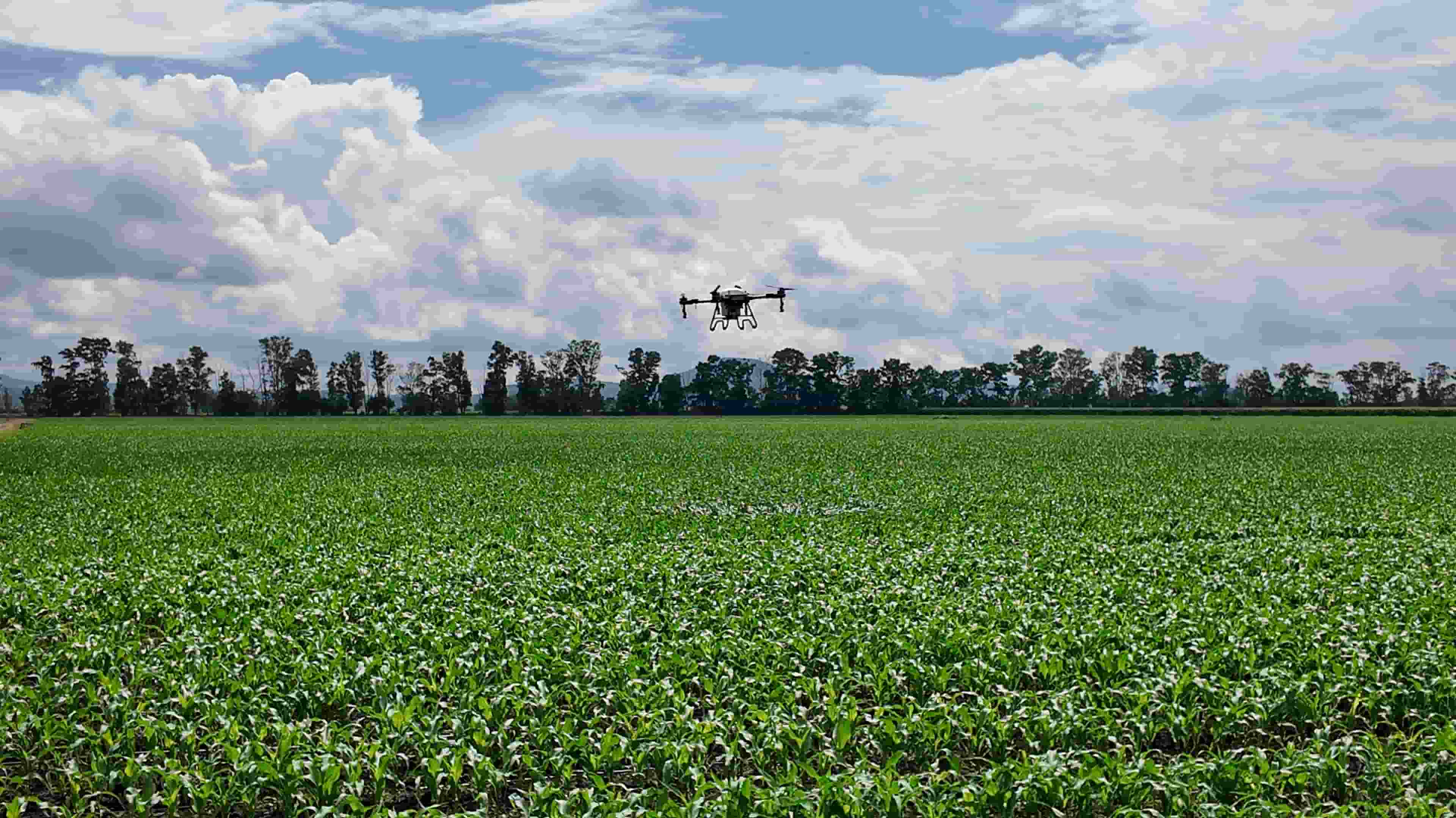 Partdro in Mexico: How Drone Technology Helps Corn Cultivation